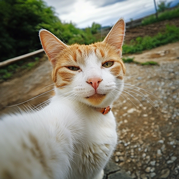 Cat Selfie - AI image created with Midjourney