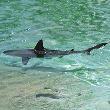 Andy Ennis Photography Shark Bahamas